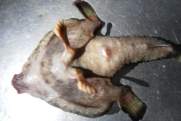 peste-mutant