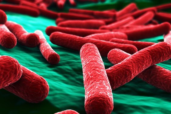 e-coli