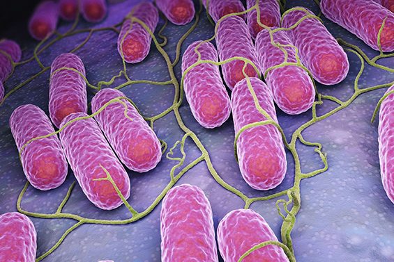 salmonella