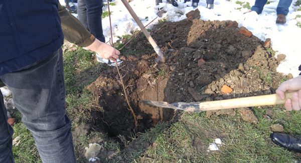 plantare-copaci