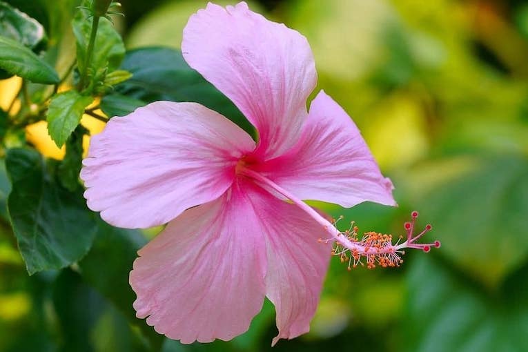 hibiscus