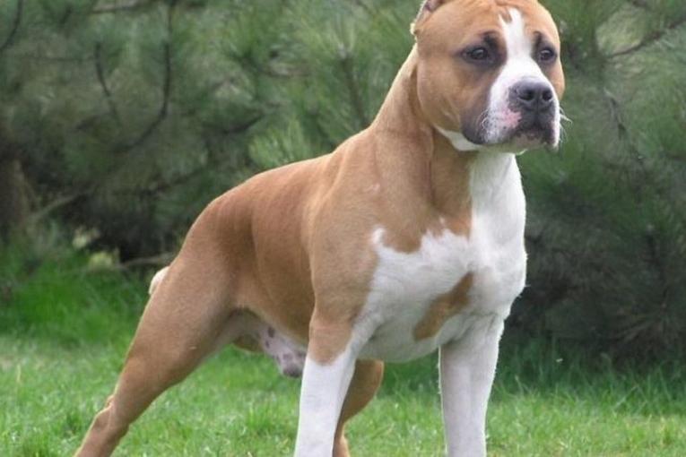 amstaff