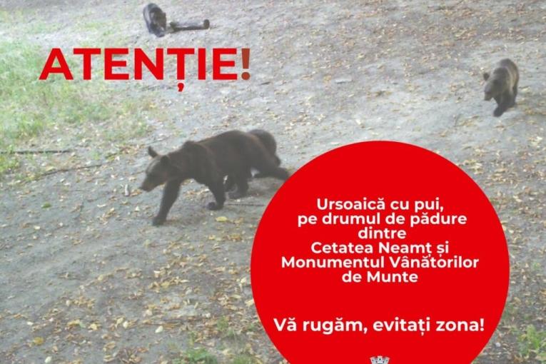 ursoaica-pui